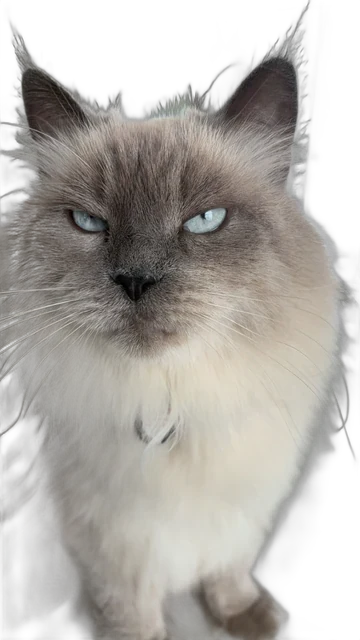 Bonya, a fluffy white cat with blue eyes