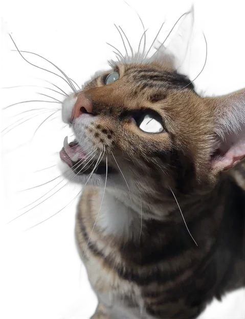 Mila, a tiger-striped tabby looking up