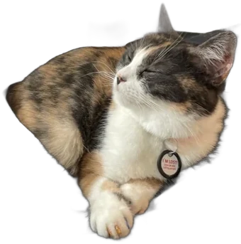 Zhula, a calico curled up asleep